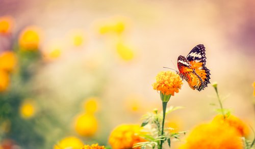 Butterfly GettyImages-514274984