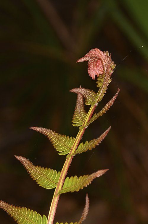 Cinnamon fern leaf unfurling cturtletrax iStock_87571861_MEDIUM