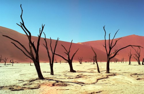 Desert - dead trees