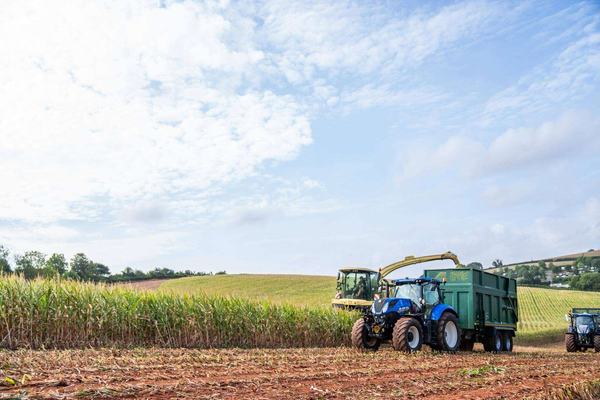Harvest Maize