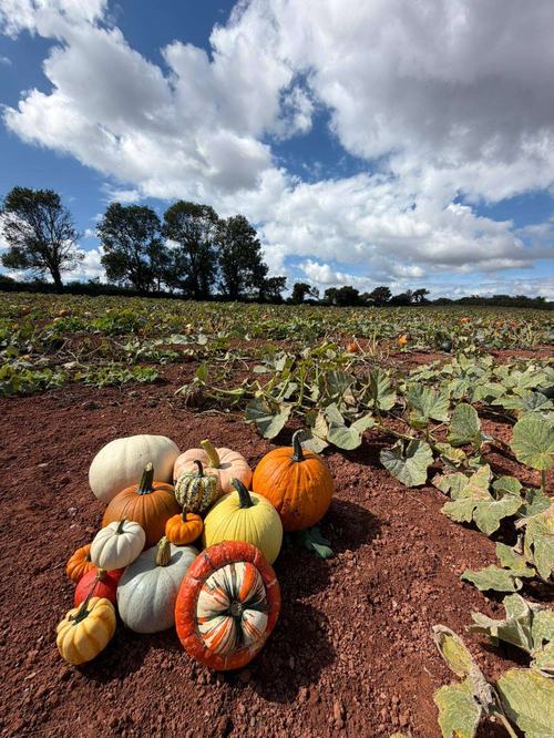 Harvest pumpkins