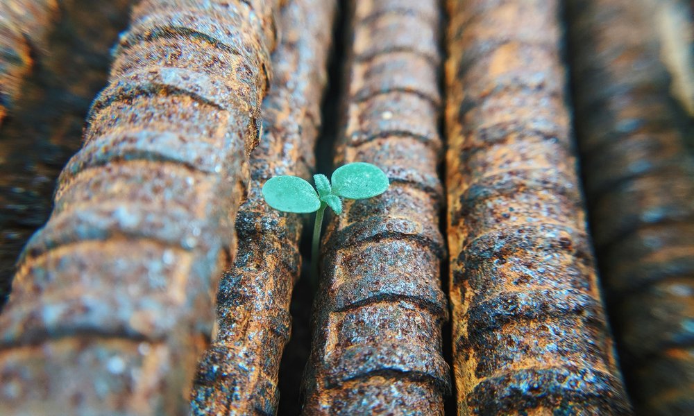 Photo: A seedling growing amongst metal poles