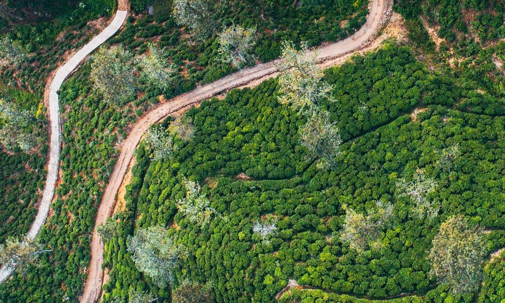 Forest with path cut through it 2