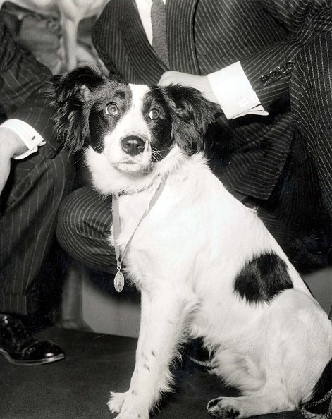 Pickles the dog