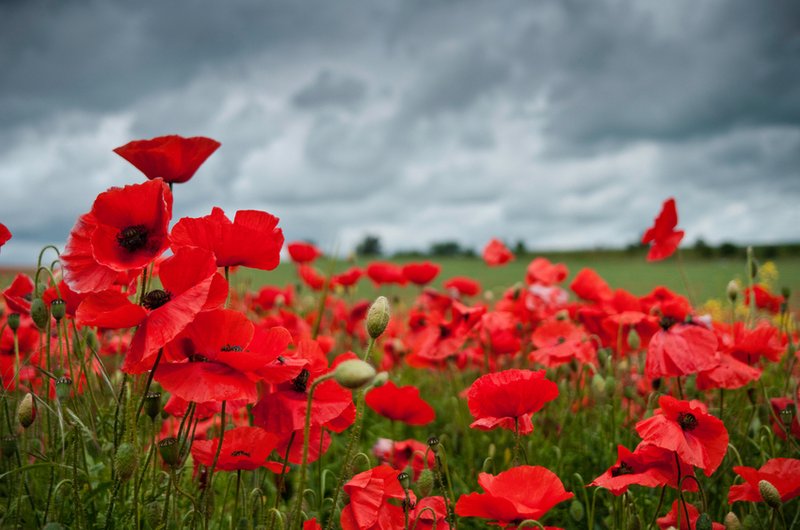 Remembrance - poppies (grey sky) iStock_17113344_SMALL