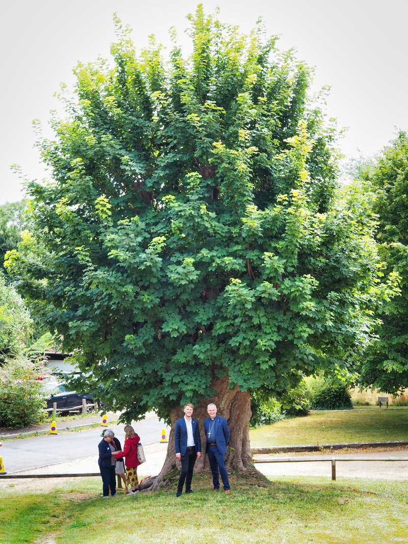 The Martyrs' Tree in Tolpuddle