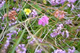 Wild flowers, Tiree