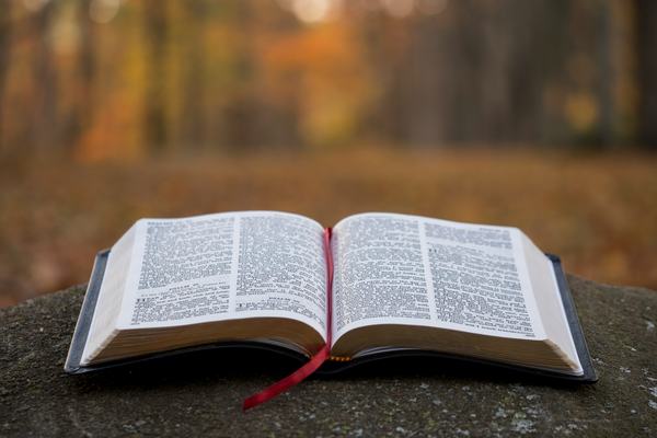 A Bible open on the stump of a tree