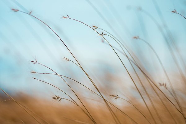 Grass and sky