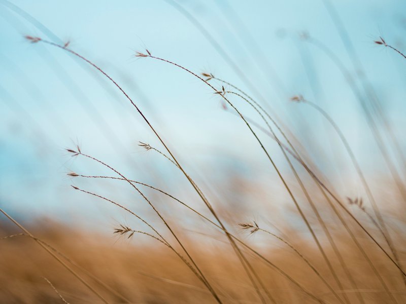 Grass and sky