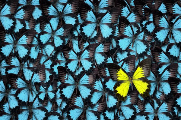butterflies-getty