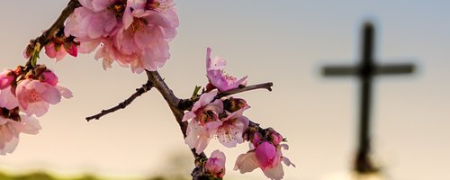 cross-blossom-0118