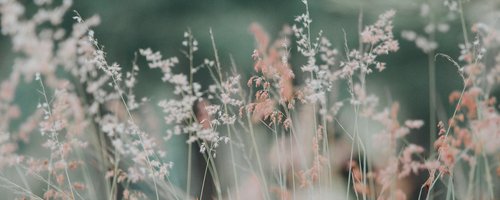 flora-flowers-grass-nature-268261