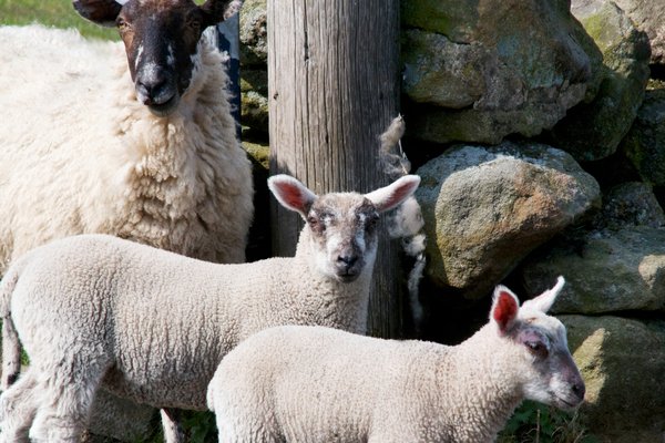 foot-and-mouth-sheep