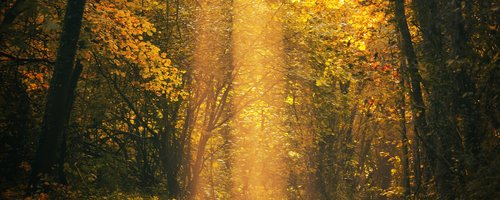 forest-clearing