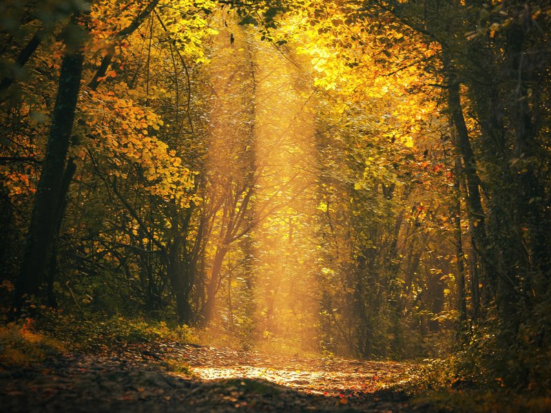 forest-clearing