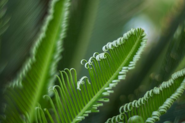 green-fern