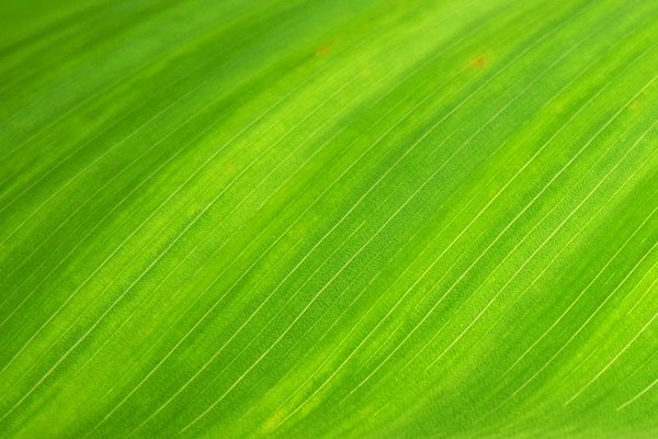 green-leaf-natural-wallpaper-royalty-free-66869