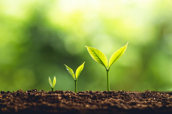 growing-plant-in-three-stages-gettyimages-956366756