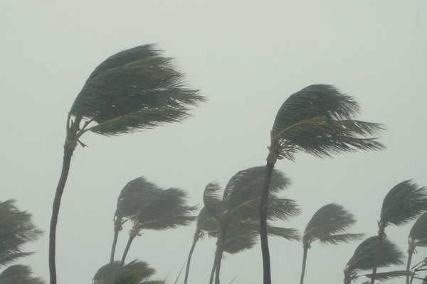 hurricane-palm-trees