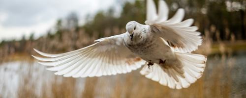 Photo by Oleg Sotnikov on Unsplash