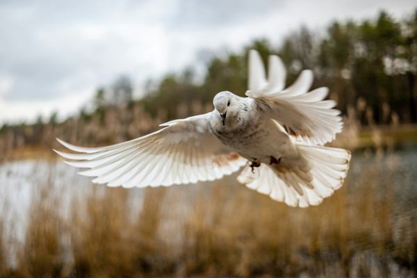 Photo by Oleg Sotnikov on Unsplash
