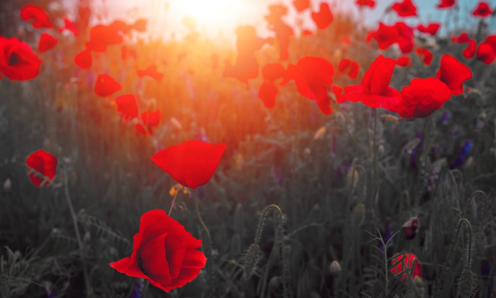 poppies-remembrance-2019