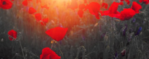 poppies-remembrance-2019