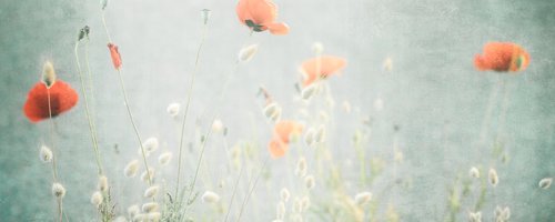 prayer-poppy-field