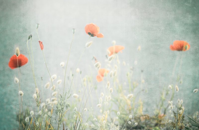 Field of wild poppies