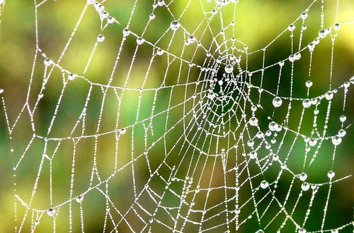 spider's_web_-_geograph.org.uk_-_956353