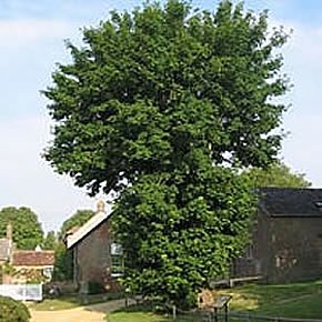 tolpuddle village 2