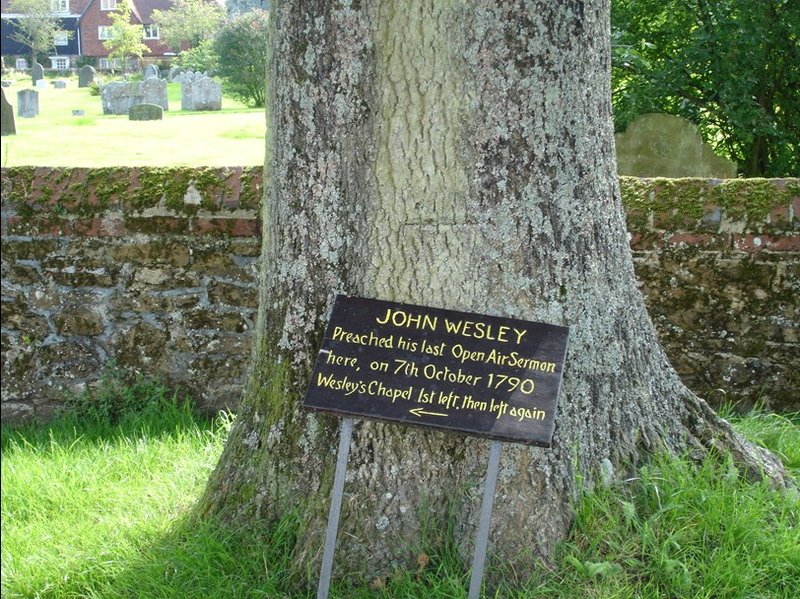 wesley tree winchelsea