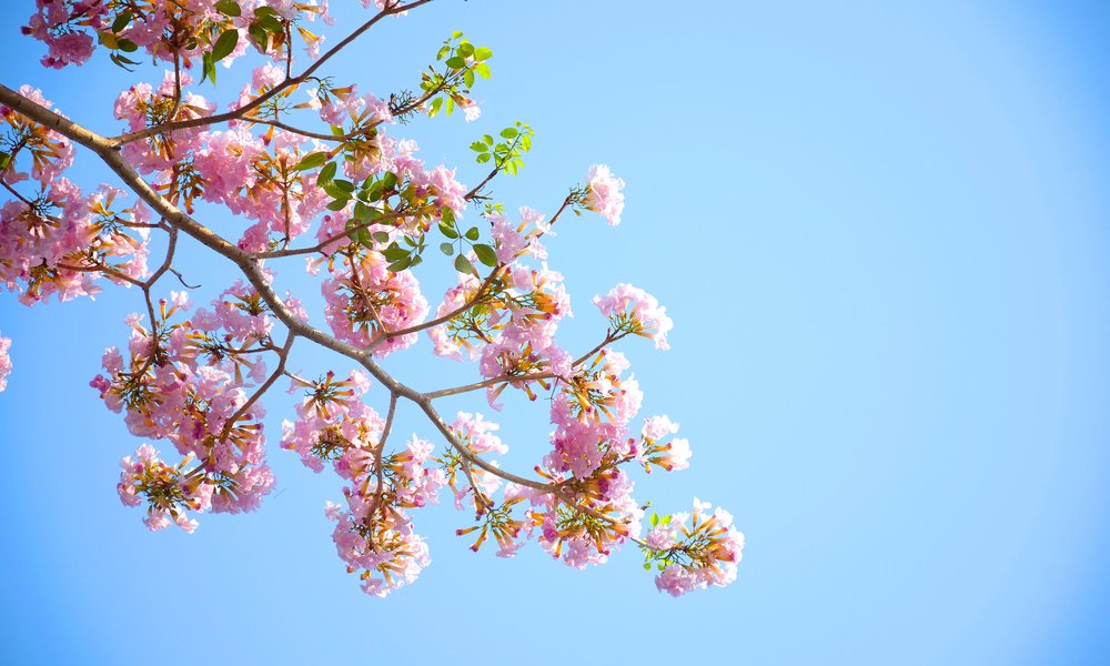 wood-nature-flowers-blue-96654